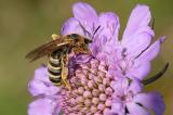 Gelbbindige-Furchenbiene--Halictus-scabiosae-Lechauen-_1_-PS.jpg