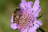 Gelbbindige-Furchenbiene--Halictus-scabiosae-Lechauen-_2_-PS.jpg