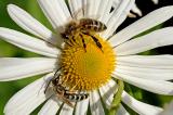 Gelbbindige-Furchenbiene-Halictus-scabiosae-und-Westliche-Honigbiene-Apis-mellifera-Hausgarten-Augsburg-PS.jpg