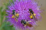 Gelbbindige-Furchenbiene-_Halictus-scabiosae_-Augsburg-PS.jpg