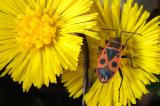 Gemeine--Feuerwanze-_Pyrrhocoris-apterus_-auf-Huflattich-_Tussilago-farfara_-Garten-Augsburg----_2_-PS.jpg