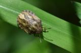 Gemeine--Getreidewanze--_Eurygaster-maura_-Lechauen-PS.jpg