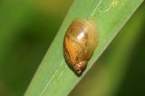 Gemeine-Bernsteinschnecke-Succinea-putris-PS.jpg