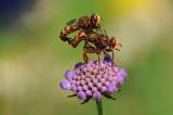 Gemeine-Breitstirnblasenkopffliege-Sicus-ferrugineus-Lechfeld-PS.jpg