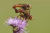 Gemeine-Breitstirnblasenkopffliege-_Sicus-ferrugineus_-Lechaue-PS.jpg