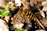 Gemeine-Garten-Schwebfliege-Syrphus-ribesii-Garten-_1_-PS.jpg