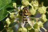 Gemeine-Garten-Schwebfliege-_Syrphus-ribesii_-auf-Efeu-Stadt-Augsburg-PS.jpg