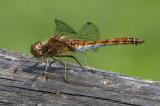 Gemeine-Heidelibelle-31__Sympetrum-vulgatum_,-Weibchen-PS.jpg