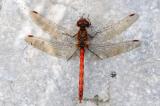 Gemeine-Heidelibelle-Sympetrum-vulgatum-Gartenteich-Augsburg-1-PS.jpg