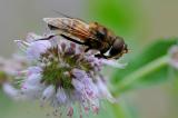 Gemeine-Keilfleckschwebfliege-Eristalis--pertinax-Flugplatzheide-PS.jpg