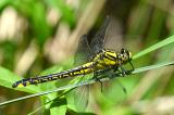 Gemeine-Keiljungfer-_Gomphus-vulgatissimus_-m-Stadtwald-Augsburg--_1_-PS.jpg