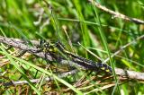 Gemeine-Keiljungfer-_Gomphus-vulgatissimus_-w-Stadtwald-Augsburg--_2_-PS.jpg