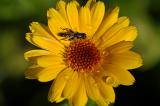 Gemeine-Keulenschwebfliege-_Syritta-pipiens_-Garten-Augsburg---_3_-PS.jpg