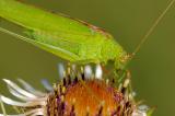 Gemeine-Sichelschrecke-Phaneroptera-falcata-frisst-an--Bluete-der-Golddistel-Carlina-vulgaris-Lechauen-4-PS.jpg