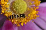 Gemeine-Stiftschwebfliege-_Sphaerophoria-scripta_-Hausgarten-PS.jpg