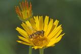 Gemeine-Sumpfschwebfliege-_Helophilus-pendulus_-Lechauen-_1_-PS.jpg