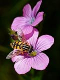 Gemeine-Sumpfschwebfliege-_Helophilus-pendulus_-auf-Klebrigem-Lein-_Linum-viscosum_-Lechauen--_1_-PS.jpg