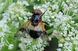 Gemeine-Waldschwebfliege-Volucella-pellucens-Lechauen-PS.jpg