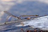 Gemeine-Winterlibelle-Sympecma-fusca-Paarung-Lechauen-PS.jpg