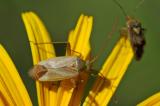 Gemeine-Zierwanze-Adelphocoris-lineolatus-Ries-PS.jpg