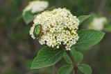 Gemeiner-Rosenkaeñfer-_Cetonia-aurata_-auf-Wolligem-Schneeball--_9_-PS.jpg