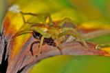 Gerandete-Jagdspinne-Dolomedes-fimbriatus-Pfaffenwinkel-PS.jpg