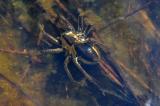 Gerandete-Jagdspinne-Dolomedes-fimbriatus-W.jpg