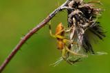 Gerandete-Jagdspinne-Dolomedes-fimbriatus-juvenil-Pfaffenwinkel-PS.jpg