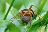 Gerandete-Jagdspinne-_Dolomedes-fimbriatus_-mit-Eikokon-Pfaffenwinkel-PS.jpg