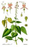 Gewoehnliches-Hexenkraut-Circaea-lutetiana-Thomé.jpg