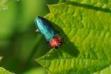 Glaenzender-Bluetenprachtkaefer-Anthaxia-nitidula-Weibchen-Fraenkische-Alb-_3_-.jpg