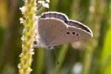 Glaucopsyche-melanops-2-PS.jpg