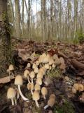 Glimmertintling__Coprinellus_micaceus_-unbenannt.jpg