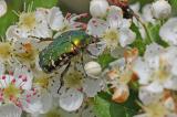 Goldglaenzender-Rosenkaefer-Cetonia-aurata-Fraenkische-Alb-_1-PS_.jpg