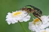 Goldglaenzender-Rosenkaefer-Cetonia-aurata-Hausgarten-PS.jpg