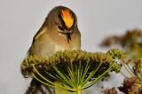 Goldhaehnchen_Wintergoldhaehnchen_16_Helgoland-PS.jpg