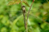 Gomphus-pulchellus--Westliche-Keiljungfer-m-PS.jpg