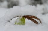 Gonepteryx-rhamni-w-Haunstetter-Wald-2.1.10-PS.jpg