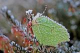 Gonepteryx-rhamni-w-Haunstetter-Wald-PS.jpg