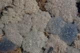 Grasfrosch--_Rana-temporaria_-Laich-Tiroler-Lechta--_2_-PS.jpg
