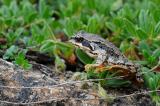 Grasfrosch-Rana-temporaria-Lechtaler-Alpen-1900m-PS.jpg