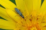 Graugruener-Schenkelkaefer-Oedemera-virescens-Weibchen-Lechauen-_2_-PS.jpg