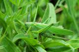 Grnes-Heupferd-Tettigonia-viridissima-w-Lechauen-PS.jpg