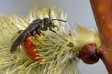 Grosse-Blutbiene-_Sphecodes-albilabris_-Stadtbrache-Augsburg-PS.jpg