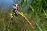 Grosse-Heidelibelle-47__Sympetrum-striolatum_,-Opfer-einer-Schilfradspinne-PS.jpg