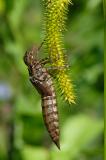 Grosse-Koenigslibelle-Anax-imperator-Exuvie--Exuvie-Hausgarten-Augsburg-PS.jpg