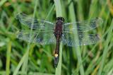 Grosse-Moosjungfer-Leucorrhinia-pectoralis-M-Pfaffenwinkel-PS.jpg