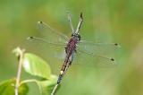 Grosse-Moosjungfer-_Leucorrhinia-pectoralis_-Maennchen-Pfaffenwinkel-PS.jpg