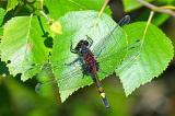 Grosse-Moosjungfer-_Leucorrhinia-pectoralis_-m-Pfaffenwinkel-PS-2.jpg