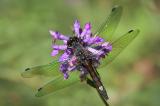 Grosse-Moosjungfer-_Leucorrhinia-pectoralis_-m-Pfaffenwinkel-_2_-PS-3.jpg